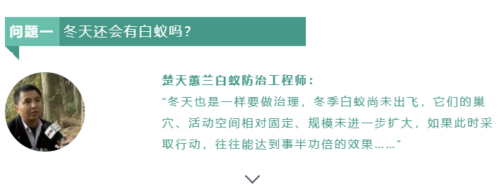 【白蟻小課堂】冬天還會有白蟻？什么季節(jié)治理最好？